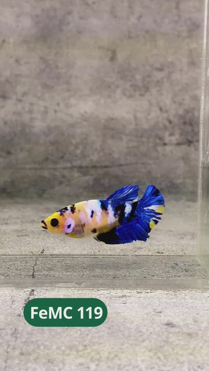 Multicolor Female Betta Fish | You Pick Fish | High Grade