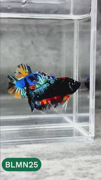 Dark Flame Hellfire Plakat Male Betta Fish | You Pick Fish | Rare Betta