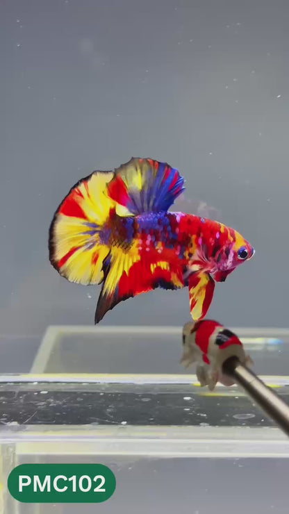 Multicolor Plakat Male Betta Fish |Show Grade|  You Pick Fish