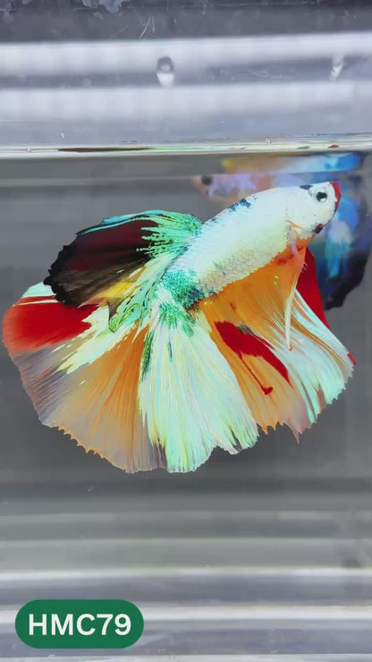 Multicolor Halfmoon Male Betta Fish | Order Directly From Farm | You Pick Fish
