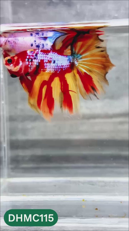 Multicolor Halfmoon Male Betta Fish | Order Directly From Farm | You Pick Fish