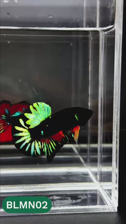 Dark Flame Hellfire Plakat Male Betta Fish | You Pick Fish | Rare Betta
