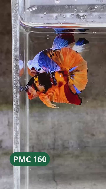 Multicolor Plakat Male Betta Fish |Show Grade|  You Pick Fish