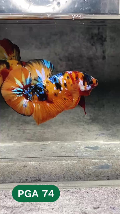 King Giant Plakat Male Betta Fish | You Pick Fish | High Grade