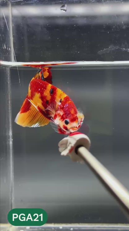 King Giant Plakat Male Betta Fish | You Pick Fish | High Grade