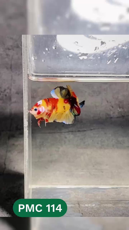 Multicolor Plakat Male Betta Fish |Show Grade|  You Pick Fish