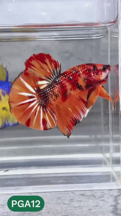 King Giant Plakat Male Betta Fish | You Pick Fish | High Grade