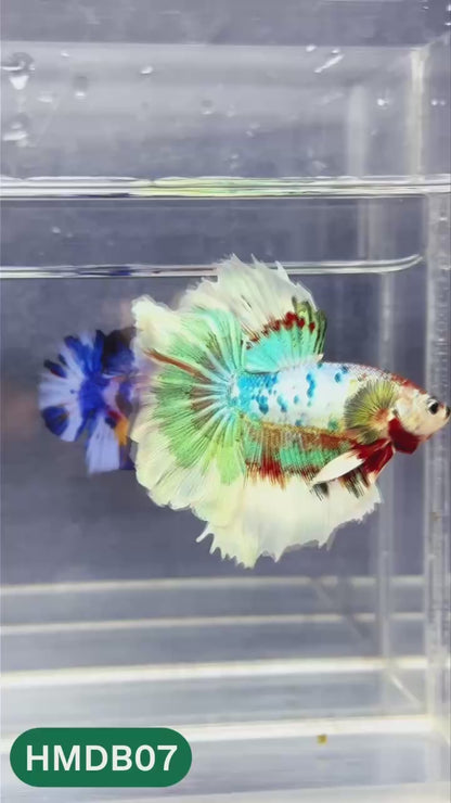 Dumbo Koi Nemo Halfmoon Male Betta | You Pick Fish