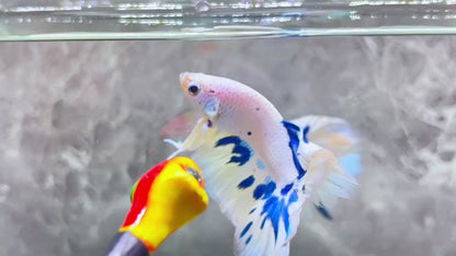 Blue Marble Dot Halfmoon Male Betta Fish | Order Directly From Farm | You Pick Fish