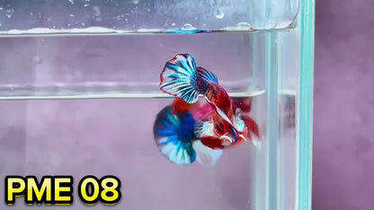 Metallic Plakat Betta Fish | You Pick Betta | Show Grade