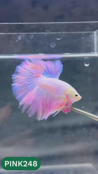 Pink Halfmoon Male Betta Fish | You Pick Fish | Order Directly From Farm