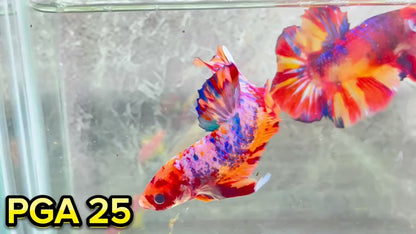 King Giant Plakat Male Betta Fish | You Pick Fish | High Grade