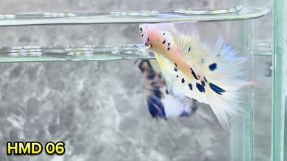 Blue Marble Dot Halfmoon Male Betta Fish | Order Directly From Farm | You Pick Fish