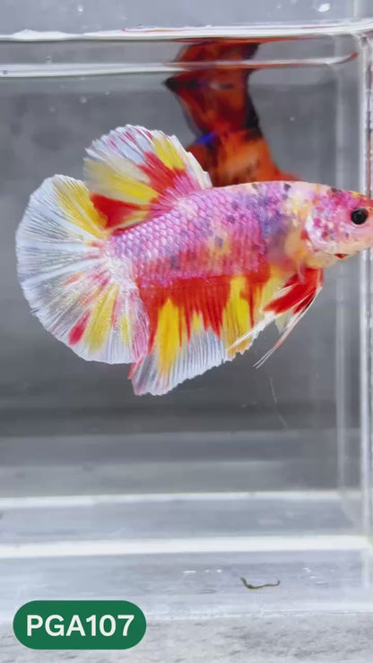 King Giant Plakat Male Betta Fish | You Pick Fish | High Grade