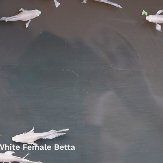 Female Betta Dumbo White 