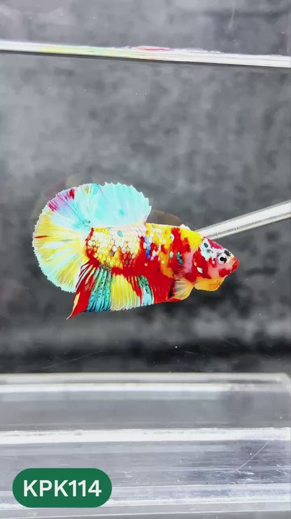 Multicolor Yellow Base Plakat Male Betta Fish | Order Directly From Farm |  You Pick Fish