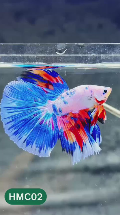 Multicolor Halfmoon Male Betta Fish | Order Directly From Farm | You Pick Fish