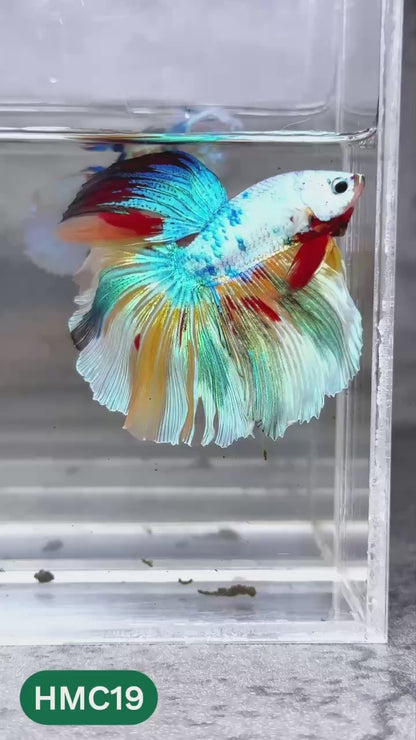 Multicolor Halfmoon Male Betta Fish | High Grade | Order Directly From Farm |  You Pick Fish |