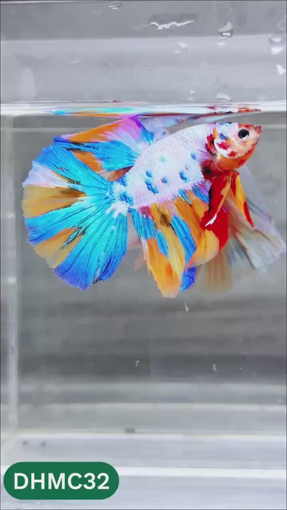 Multicolor Halfmoon Male Betta Fish | Order Directly From Farm | You Pick Fish