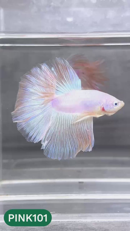 Pink Halfmoon Male Betta Fish | You Pick Fish | Order Directly From Farm