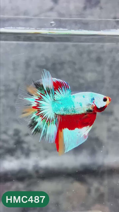 Multicolor Halfmoon Male Betta Fish | High Grade | Order Directly From Farm |  You Pick Fish |