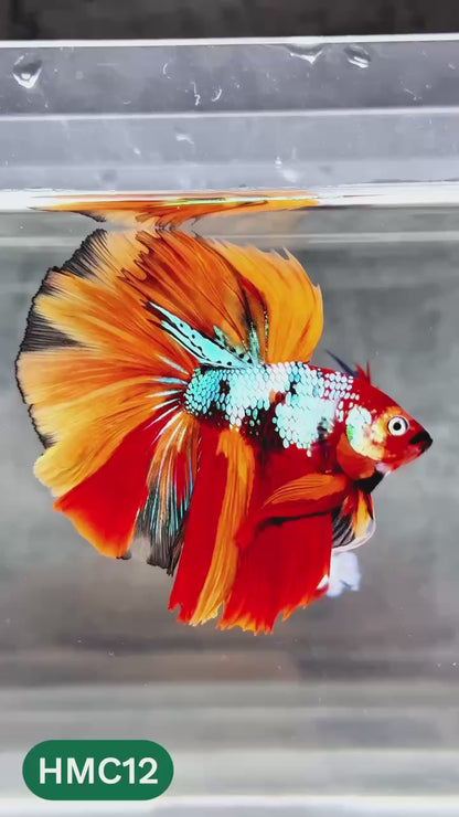 Multicolor Halfmoon Male Betta Fish | High Grade | Order Directly From Farm |  You Pick Fish |