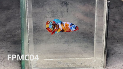 Multicolor Female Betta Fish | You Pick Fish  | High Grade