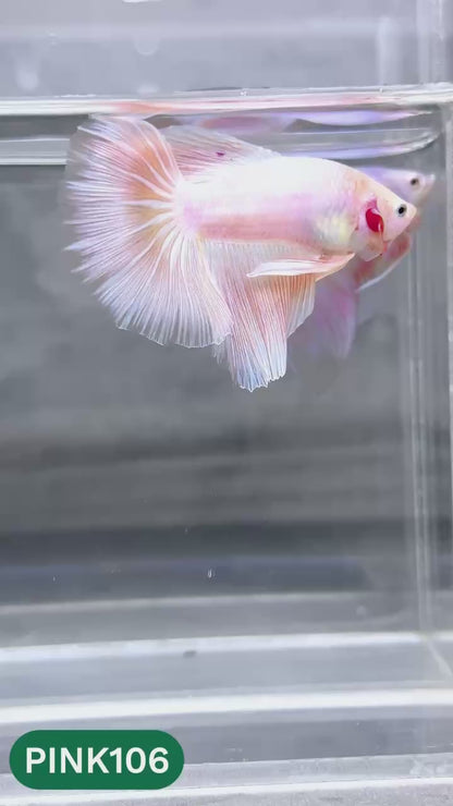 Pink Halfmoon Male Betta Fish | You Pick Fish | Order Directly From Farm