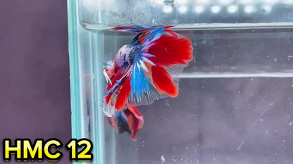 Multicolor Halfmoon Male Betta Fish | High Grade | Order Directly From Farm|  You Pick Fish |