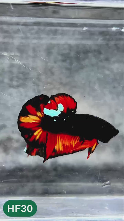 Dark Flame Hellfire Plakat Male Betta Fish | You Pick Fish | Rare Betta