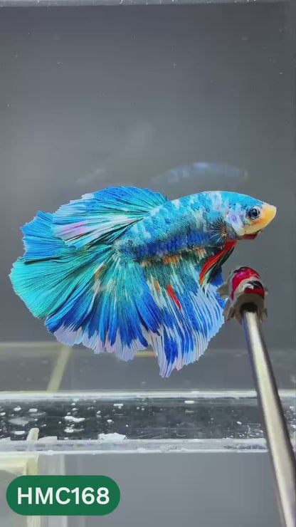 Multicolor Halfmoon Male Betta Fish | Order Directly From Farm | You Pick Fish