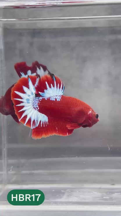 Hellboy Plakat Male Betta Fish | Order Directly From Farm | You Pick Fish