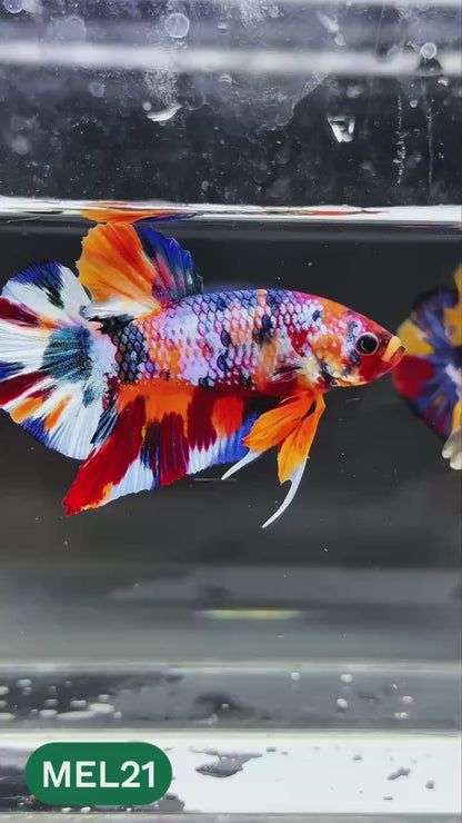 Multicolor Metallic Plakat Male Betta Fish | You Pick Fish | Exclusive Grade