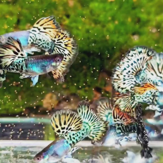 Yellow Dragon Guppy Fish