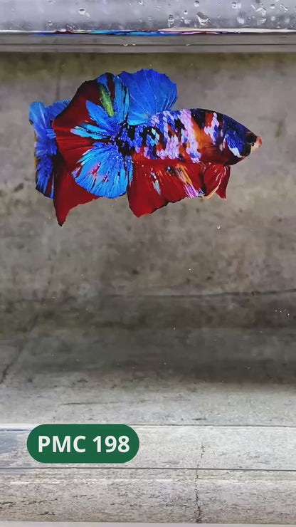 Multicolor Plakat Male Betta Fish |Show Grade|  You Pick Fish