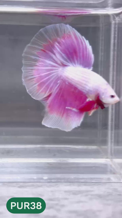 Purple Halfmoon Male Betta Fish | You Pick Fish | Order Directly From Farm