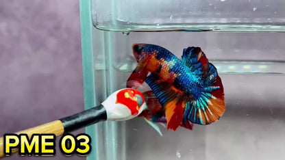 Metallic Plakat Betta Fish | You Pick Betta | Show Grade