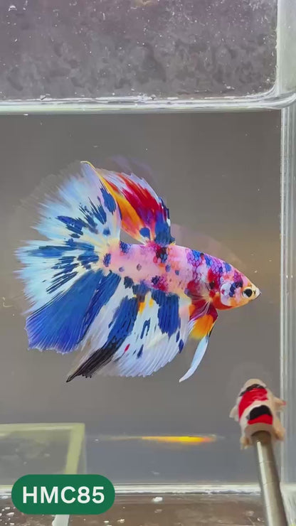 Multicolor Halfmoon Male Betta Fish | High Grade | Order Directly From Farm |  You Pick Fish |