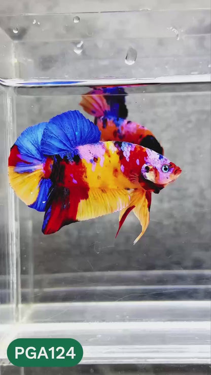 King Giant Plakat Male Betta Fish | You Pick Fish | High Grade