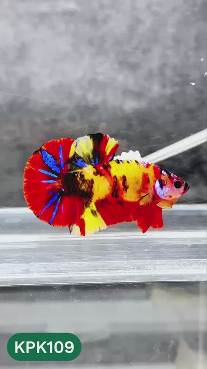 Multicolor Yellow Base Plakat Male Betta Fish | Order Directly From Farm |  You Pick Fish