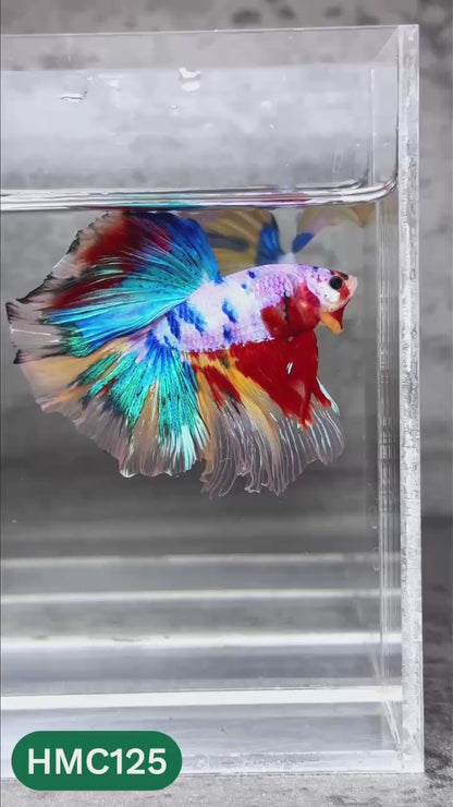 Multicolor Halfmoon Male Betta Fish | High Grade | Order Directly From Farm |  You Pick Fish |