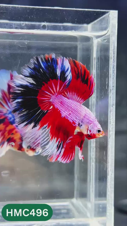 Multicolor Halfmoon Male Betta Fish | High Grade | Order Directly From Farm |  You Pick Fish |