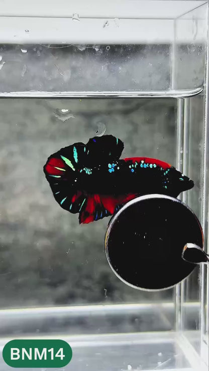 Dark Flame Hellfire Plakat Male Betta Fish | You Pick Fish | Rare Betta