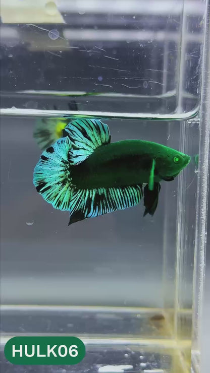 Galaxy Hulk Plakat Male Betta Fish | Exotic Grade | You Pick