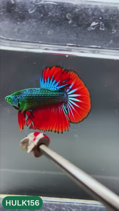 Black Hulk Halfmoon Male Betta Fish | You Pick Fish