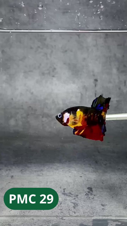Multicolor Plakat Male Betta Fish |Show Grade|  You Pick Fish