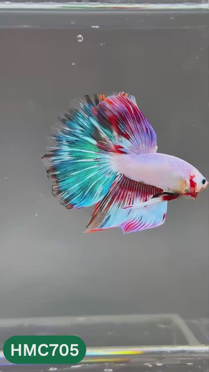 Multicolor Halfmoon Male Betta Fish | High Grade | Order Directly From Farm |  You Pick Fish |