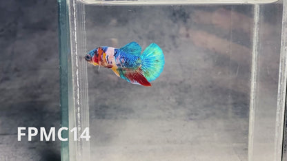 Multicolor Female Betta Fish | You Pick Fish  | High Grade