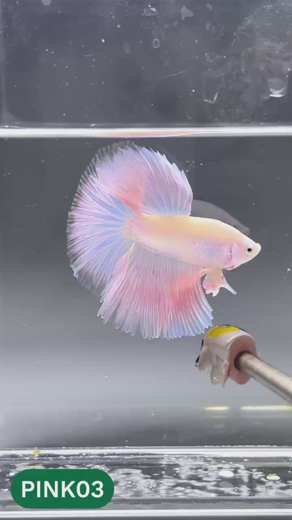 Pink Halfmoon Male Betta Fish | You Pick Fish | Order Directly From Farm