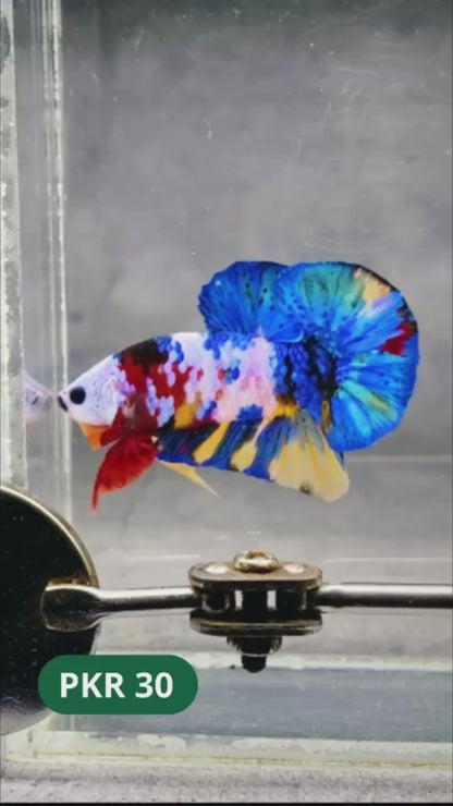 Multicolor Yellow Base Plakat Male Betta Fish | Order Directly From Farm |  You Pick Fish